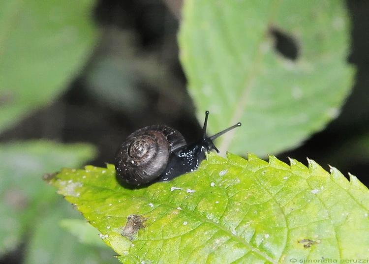 Molluschi geordies